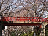 桜坂写真090326_02