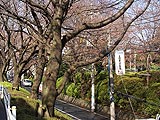 桜坂写真090326_03