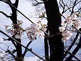 桜坂写真090326_04