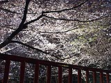 桜坂写真090331_01