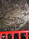 桜坂写真090331_02