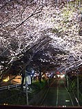 桜坂写真090331_03