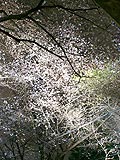 桜坂写真090331_05