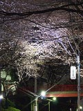 桜坂写真090331_06