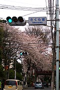 桜坂写真090404_01