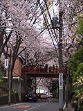 桜坂写真090404_02