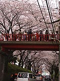 桜坂写真090404_03