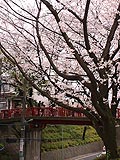 桜坂写真090404_04