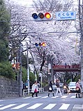 桜坂写真090404_05