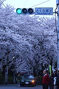 桜坂写真090404_06