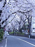 桜坂写真090404_07