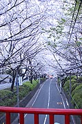 桜坂写真090404_08