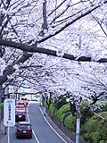 桜坂写真090404_09