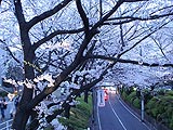 桜坂写真090404_10