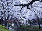 桜坂写真090404_11