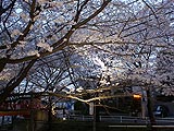 桜坂写真090404_12