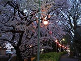 桜坂写真090404_13