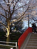 桜坂写真090404_14