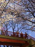 桜坂写真090404_15