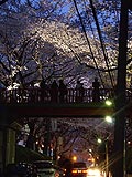 桜坂写真090404_16