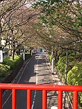桜坂写真090411_03