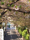 桜坂写真090411_04