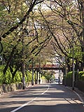 桜坂写真090411_06