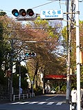 桜坂写真090411_08