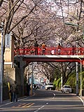桜坂写真100406_01