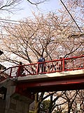 桜坂写真100406_02