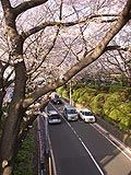 桜坂写真100406_03
