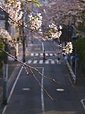 桜坂写真100406_06