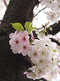 桜坂写真100406_07