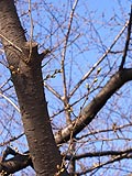 桜坂写真110326_02