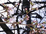 桜坂写真110330_03