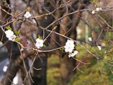 桜坂写真110330_04