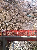 桜坂写真110405_01