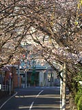 桜坂写真110405_04