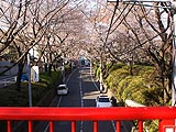 桜坂写真110405_05