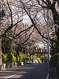 桜坂写真110405_06