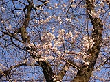 桜坂写真110405_07