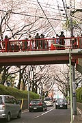 桜坂写真110410_02