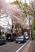 桜坂写真110410_03