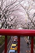 桜坂写真110410_05