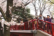 桜坂写真110410_06