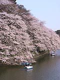 千鳥が淵の桜